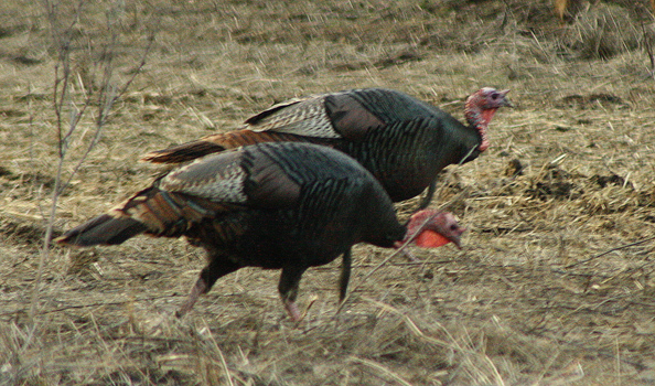 Two Wild Turkeys Two Wild Turkeys